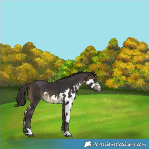 Horse Color:Buckskin Skewed Appaloosa Rabicano 