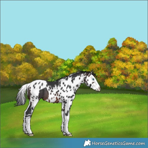 Horse Color:Brown Splash Skewed Appaloosa Rabicano 