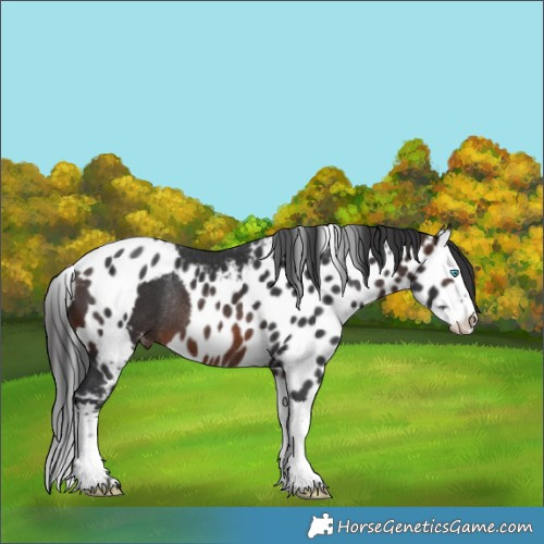 Horse Color:Brown Splash Skewed LP Spotted Rabicano 