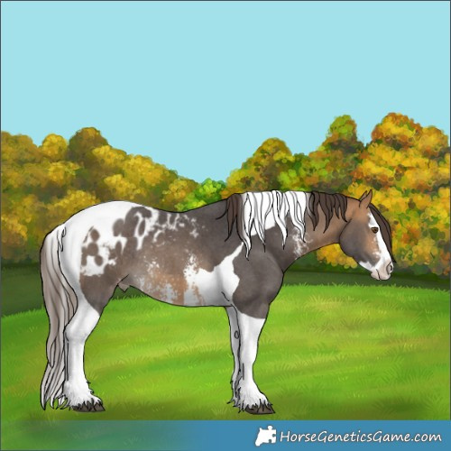 Horse Color:Buckskin Sabino Splash Tobiano Blanket Rabicano 