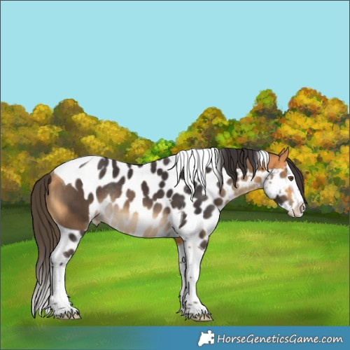 Horse Color:Buckskin Splash Tobiano Skewed LP Spotted Rabicano 