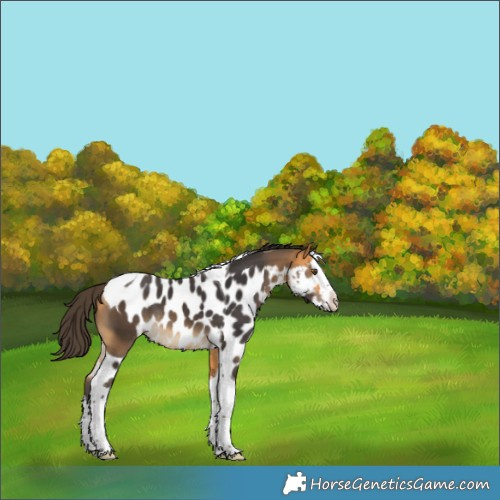 Horse Color:Buckskin Splash Tobiano Skewed Appaloosa Rabicano 