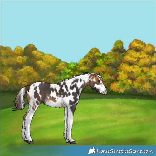 Horse Color:Buckskin Splash Tobiano Frame Skewed Appaloosa Rabicano 