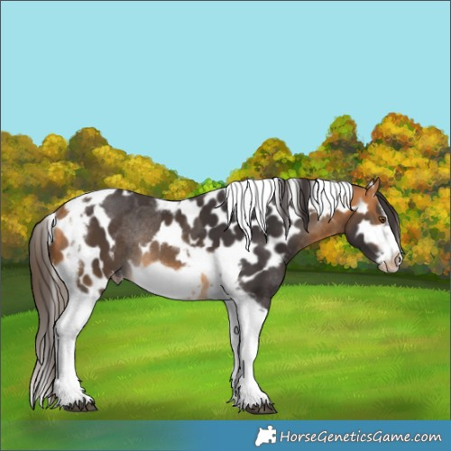 Horse Color:Buckskin Splash Tobiano Frame Skewed LP Spotted Rabicano 
