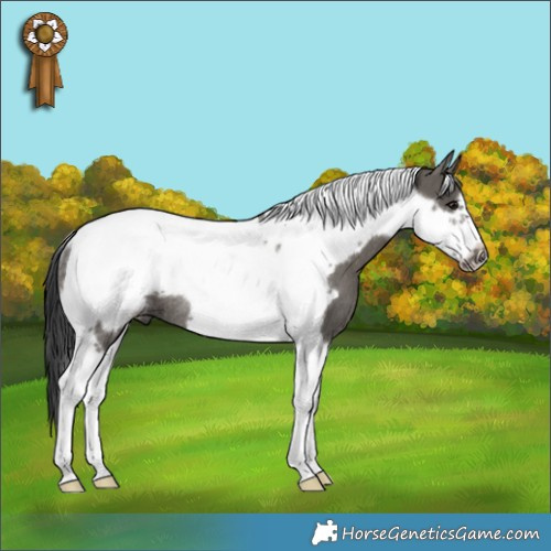 Horse Color:Grullo Tobiano Frame Rabicano 