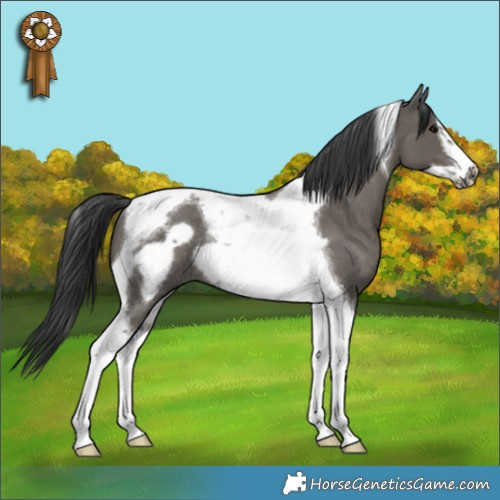 Horse Color:Grullo Tobiano Frame Rabicano 