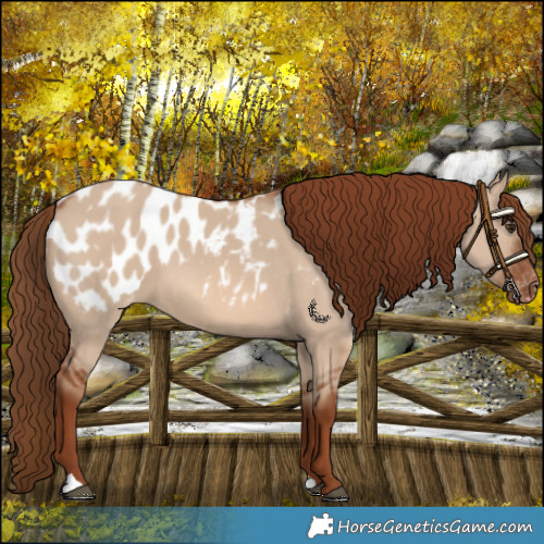 Horse Color:Red Dun Appaloosa