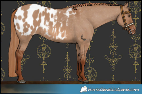 Horse Color:Red Dun Appaloosa 