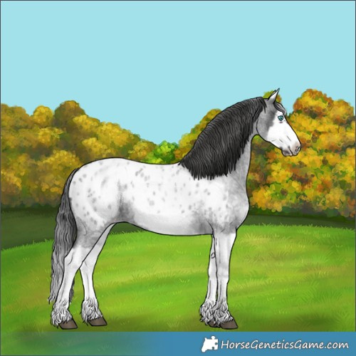 Horse Color:White Spotted Blue Roan Splash Frame Appaloosa 
