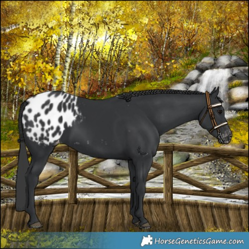 Horse Color:Black Appaloosa