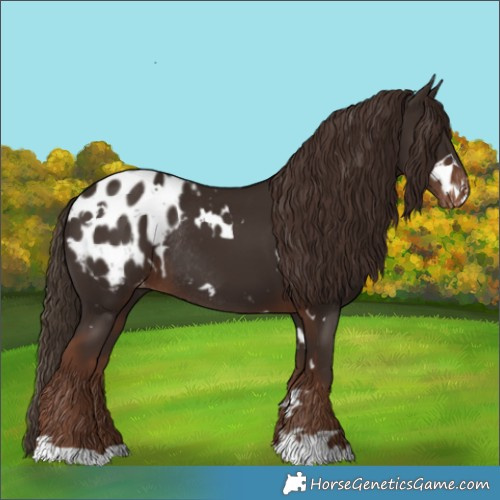 Horse Color:White Spotted Liver Chestnut Blanket Rabicano 