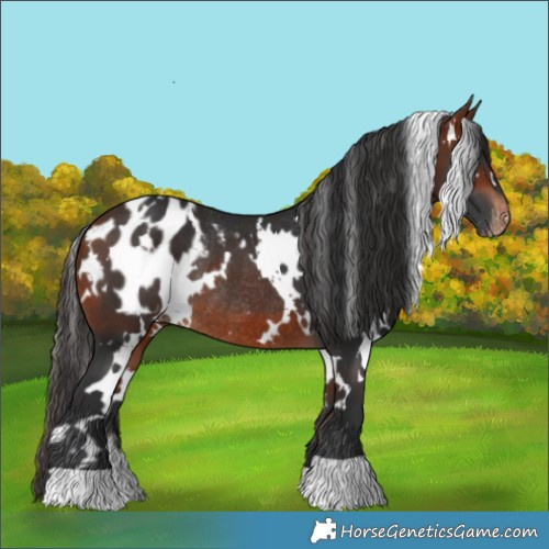 Horse Color:White Spotted Bay Blanket Rabicano