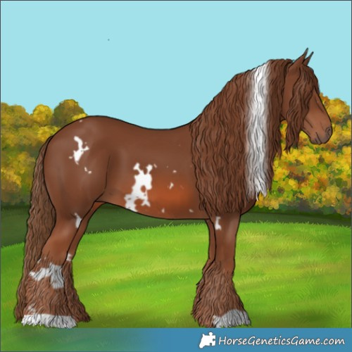 Horse Color:White Spotted Chestnut 
