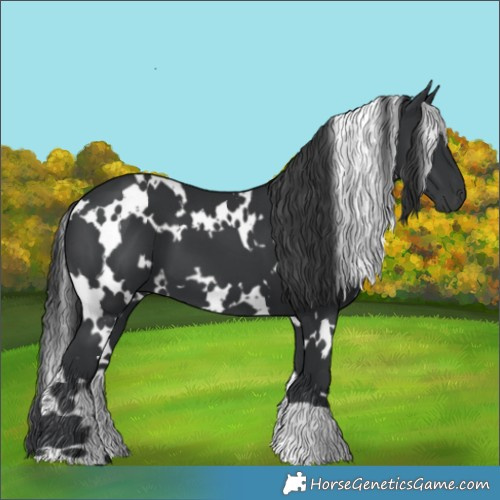 Horse Color:White Spotted Black
