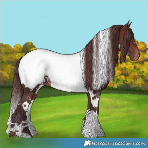 Horse Color:White Spotted Chocolate Brown Near Fewspot 