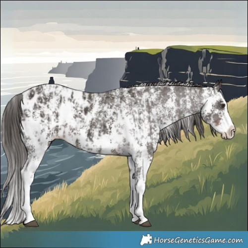 Horse Color:Liver Chestnut Sabino Splash Appaloosa and Liver Chestnut Sabino Splash Appaloosa