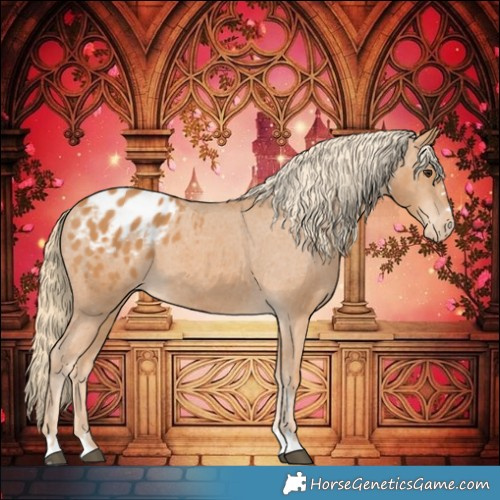 Horse Color:Chestnut Appaloosa 