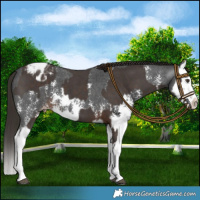 Horse Color:Liver Chestnut Sabino Splash Varnish and Gray Liver Chestnut Sabino Splash Varnish