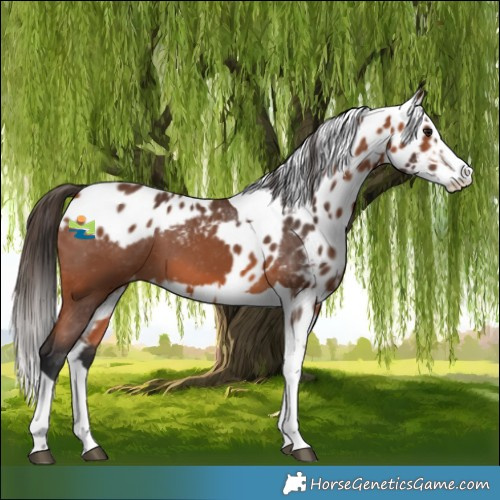 Horse Color:Bay Splash Tobiano Skewed Appaloosa 