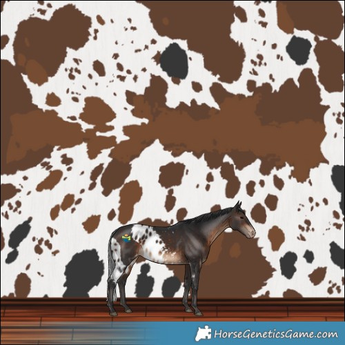 Horse Color:Brown Skewed LP Spotted 