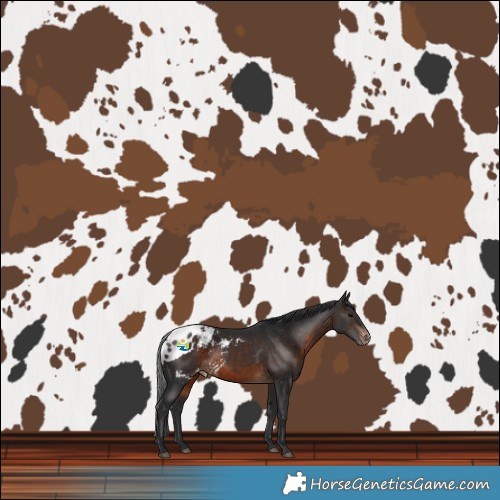 Horse Color:Brown Skewed LP Spotted 