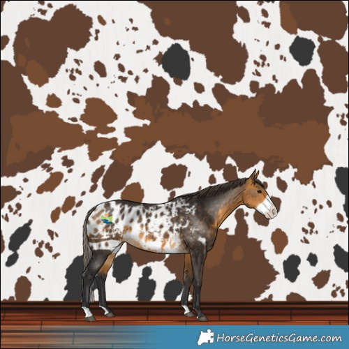 Horse Color:Buckskin Frame Skewed LP Spotted 