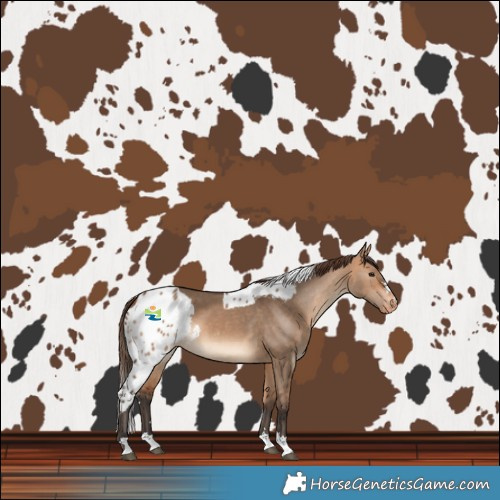 Horse Color:Bay Dun Skewed LP Spotted 