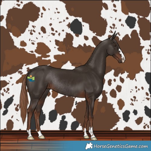 Horse Color:Liver Chestnut Rabicano 