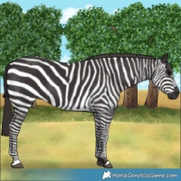 Horse Color:Smoky Black
