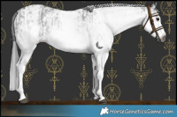 Horse Color:Gray White Spotted Black and Gray White Spotted Black Splash