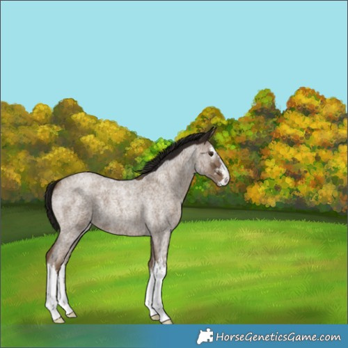 Horse Color:Gray White Spotted Classic Champagne Roan 
