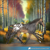 Horse Color:Buckskin Appaloosa Rabicano