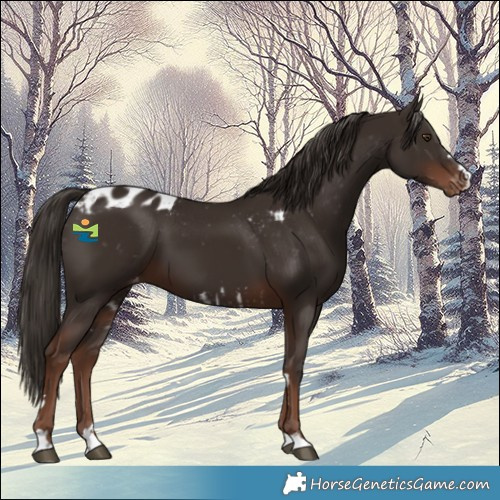 Horse Color:Liver Chestnut Skewed LP Spotted 