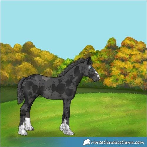 Horse Color:Gray Black Merle