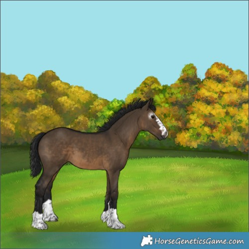Horse Color:Gray Brown Dun