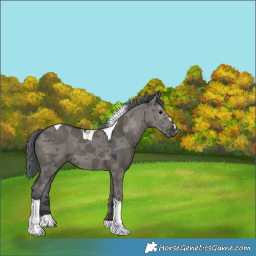 Horse Color:Grullo Merle Tobiano