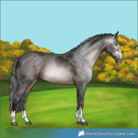 Horse Color:Gray Brown Merle 
