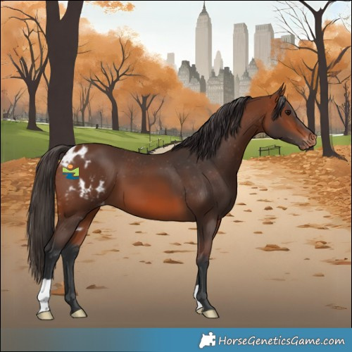 Horse Color:Bay Skewed LP Spotted 