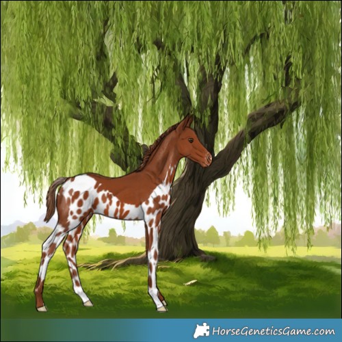Horse Color:Chestnut Skewed Appaloosa 