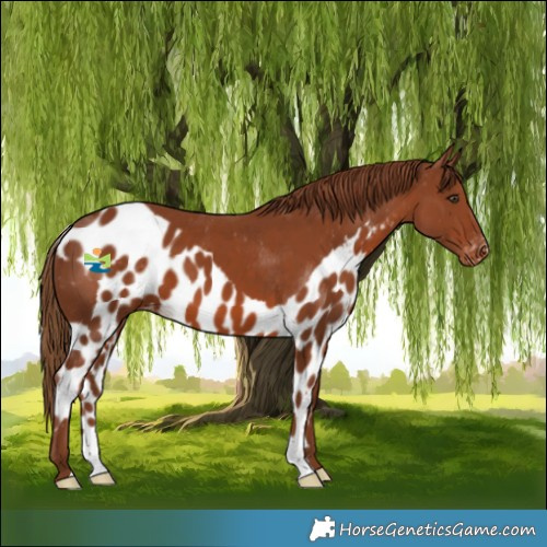 Horse Color:Chestnut Skewed Appaloosa 