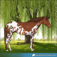 Horse Color:Chestnut Skewed LP Spotted 