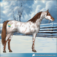 Horse Color:Red Roan Skewed Appaloosa 