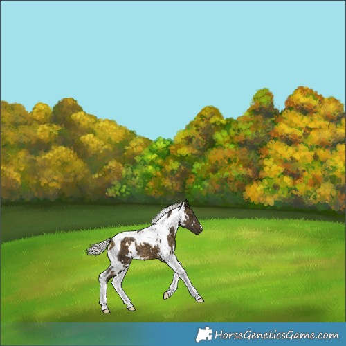 Horse Color:White Spotted Silver Buckskin Tobiano