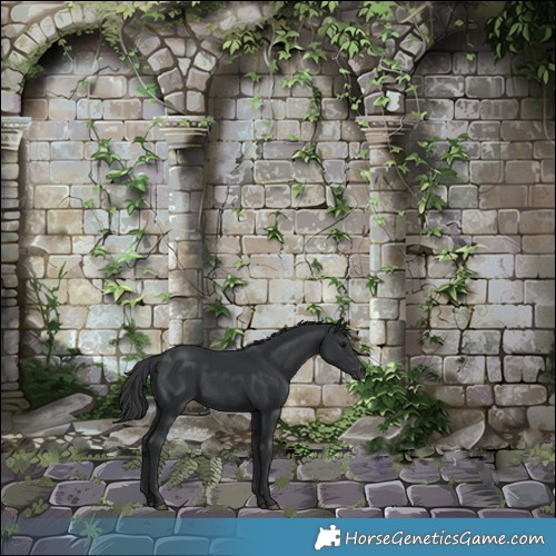 Horse Color:Black Rabicano
