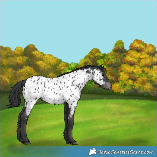 Horse Color:Unknown 