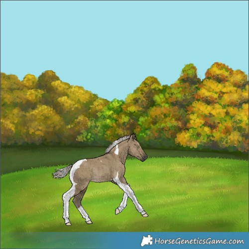 Horse Color:Silver Smoky Grullo Tobiano Rabicano Brindle 