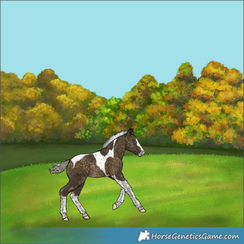 Horse Color:Silver Buckskin Splash Tobiano Rabicano