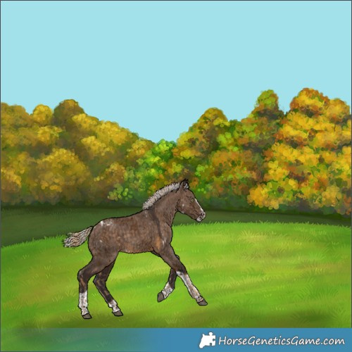 Horse Color:White Spotted Chocolate Palomino Rabicano  and Silver Brown Dun Splash Tobiano Rabicano 