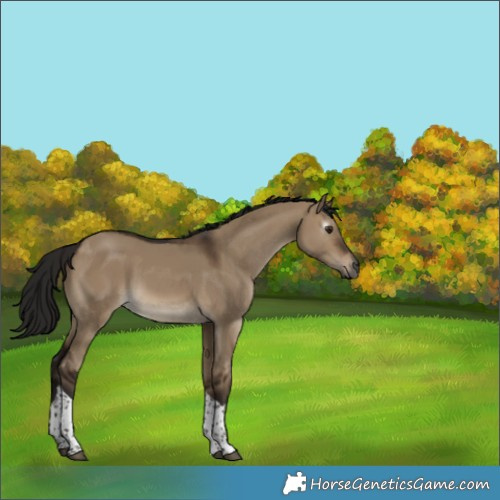 Horse Color:Gray Bay Dun Tobiano Rabicano