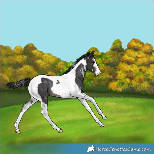 Horse Color:Brown Sabino Tobiano Rabicano